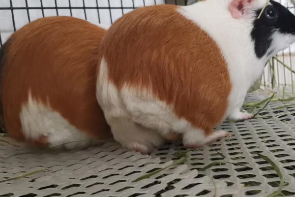 怎么管理荷兰猪，平时应时常检查身体状况