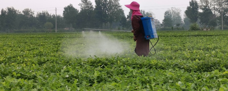 花生控旺打什么药，推荐多效唑、烯效唑等