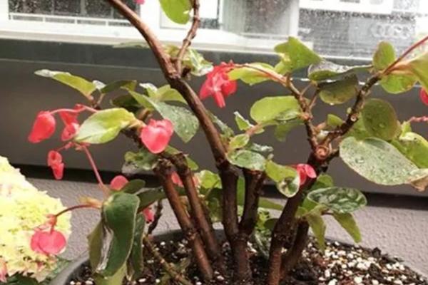 四季海棠有毒吗，属于无毒植物不会危害人体