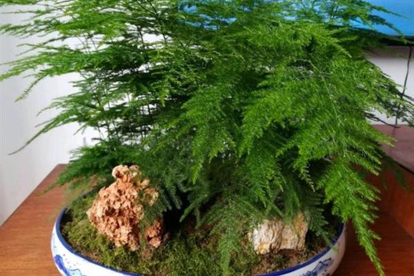 文竹怎么养才能旺盛，要每月修剪1次