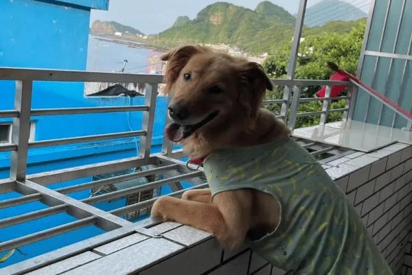 狗狗不可以被留在哪里，阳台对狗狗而言非常危险