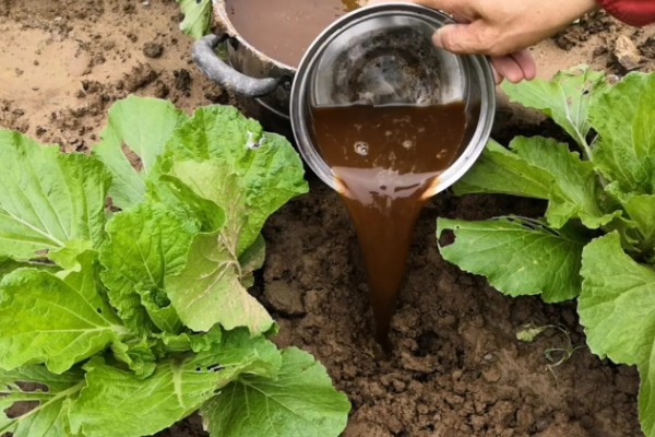 秋季大白菜的后期管理技术，通常5-7天浇一水