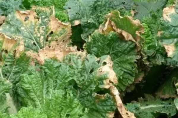 秋季大白菜的后期管理技术，通常5-7天浇一水