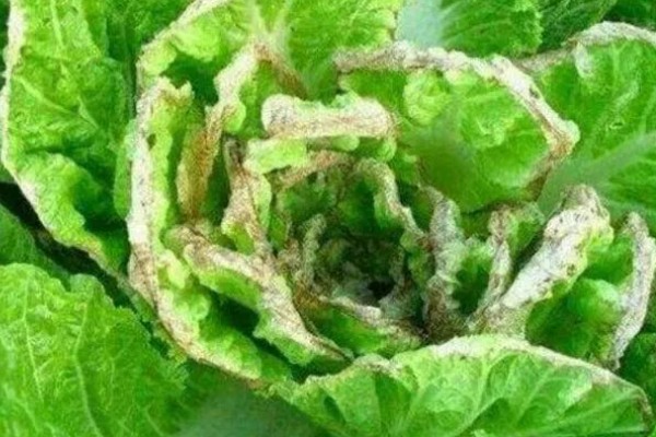 秋季大白菜的后期管理技术，通常5-7天浇一水