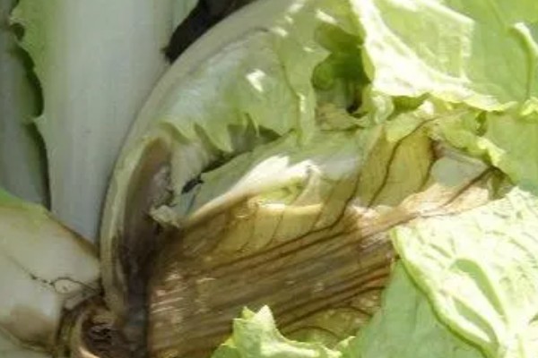 秋季大白菜的后期管理技术，通常5-7天浇一水