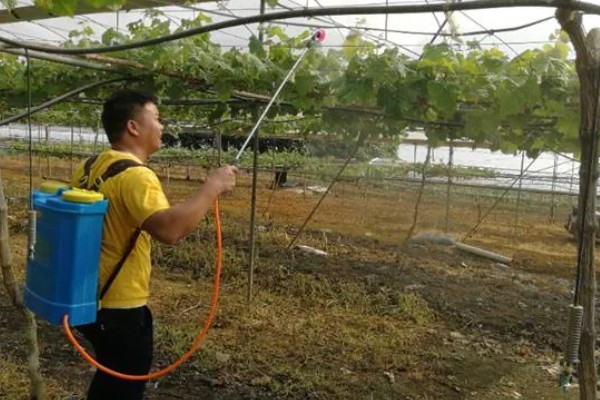 春天给葡萄剪枝的方法，对花穗部位摘心并抹除冬芽