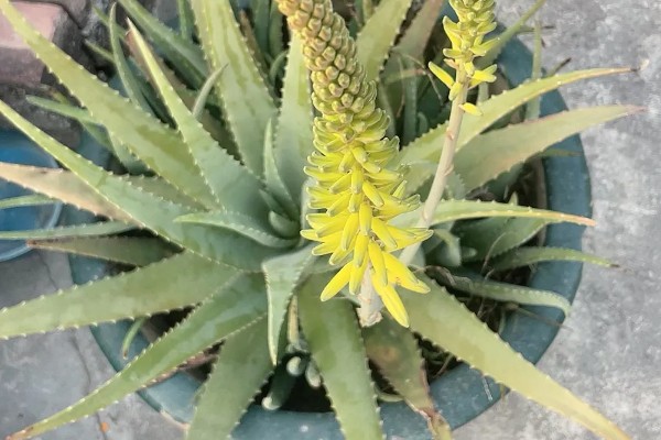 芦荟为什么会开花，光照、温湿度等条件满足需求时会自然开放