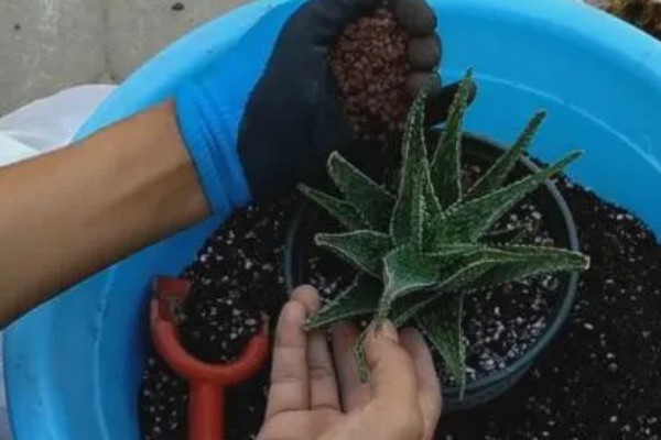 芦荟为什么会开花，光照、温湿度等条件满足需求时会自然开放
