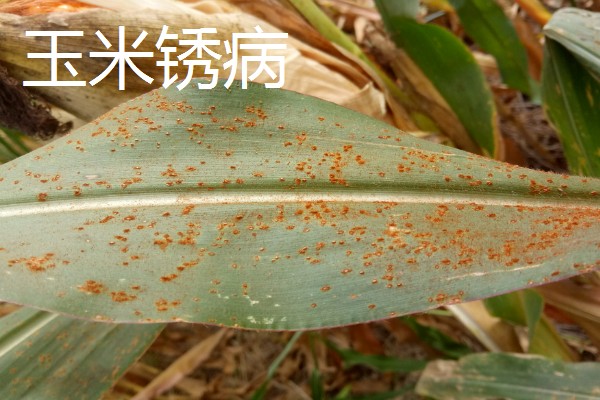 玉米病害和虫害，常见的有锈病、大斑病等