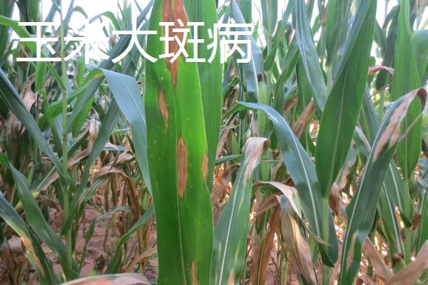 玉米病害和虫害，常见的有锈病、大斑病等