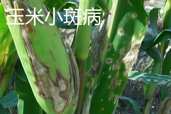 玉米病害和虫害，常见的有锈病、大斑病等