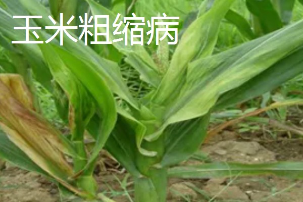 玉米病害和虫害，常见的有锈病、大斑病等