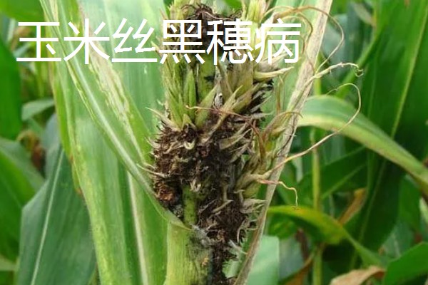 玉米病害和虫害，常见的有锈病、大斑病等