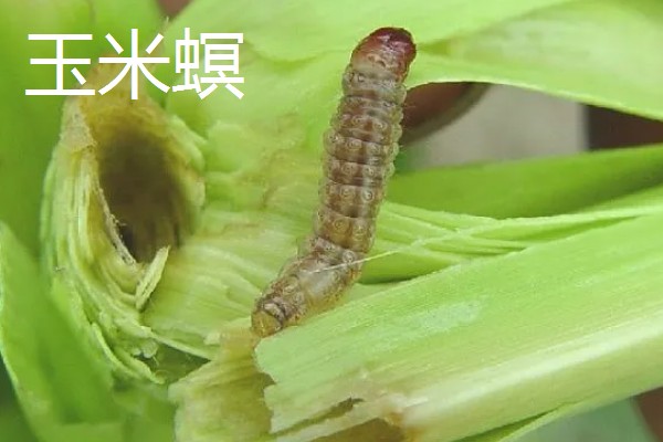 玉米病害和虫害，常见的有锈病、大斑病等
