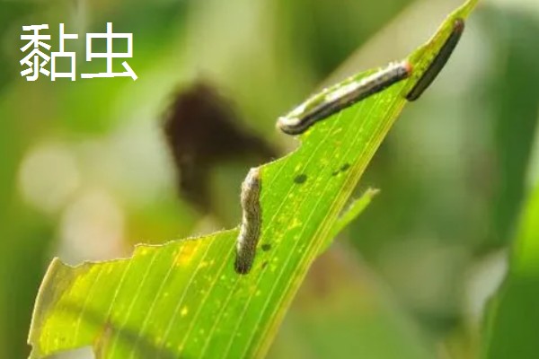 玉米病害和虫害，常见的有锈病、大斑病等