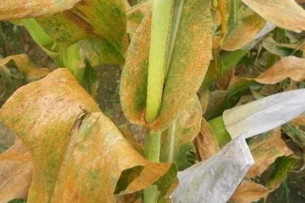 玉米病害和虫害，常见的有锈病、大斑病等