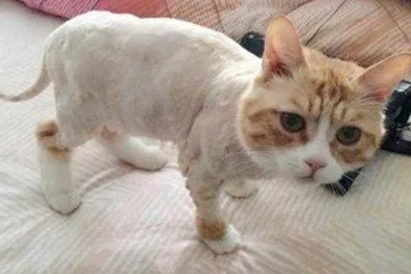 夏天给猫咪剃毛的缺点，容易被紫外线晒伤