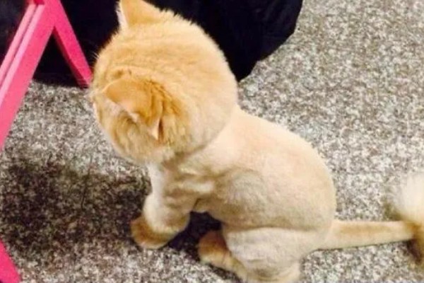 夏天给猫咪剃毛的缺点，容易被紫外线晒伤