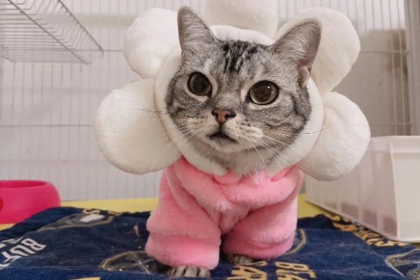 夏天给猫咪剃毛的缺点，容易被紫外线晒伤