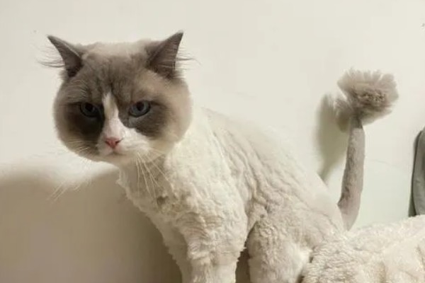 夏天给猫咪剃毛的缺点，容易被紫外线晒伤