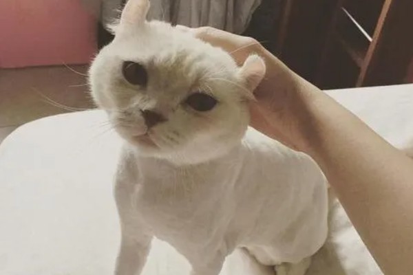 夏天给猫咪剃毛的缺点，容易被紫外线晒伤