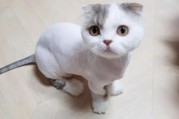 夏天给猫咪剃毛的缺点，容易被紫外线晒伤