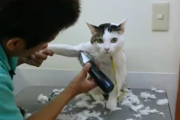 夏天给猫咪剃毛的缺点，容易被紫外线晒伤