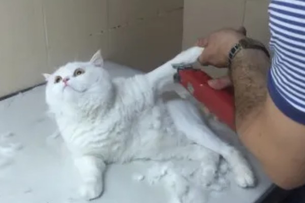 夏天给猫咪剃毛的缺点，容易被紫外线晒伤