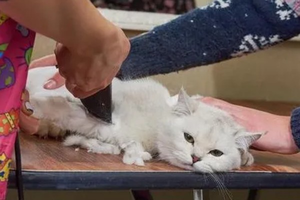 夏天给猫咪剃毛的缺点，容易被紫外线晒伤