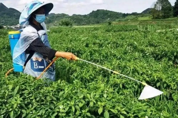 指天椒的管理方法，种植后要及时淋定根水