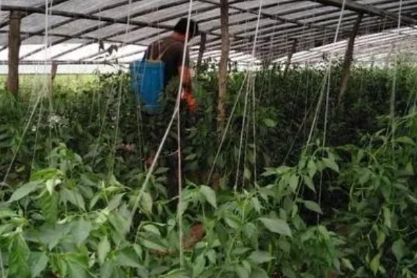 指天椒的管理方法，种植后要及时淋定根水