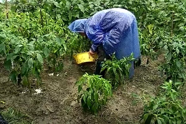 指天椒的管理方法，种植后要及时淋定根水