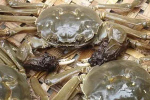 毛蟹的价格，一斤需要30元左右