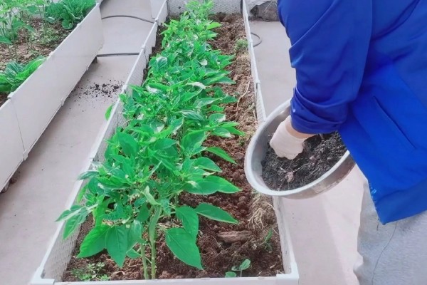 指天椒的管理方法，种植后要及时淋定根水