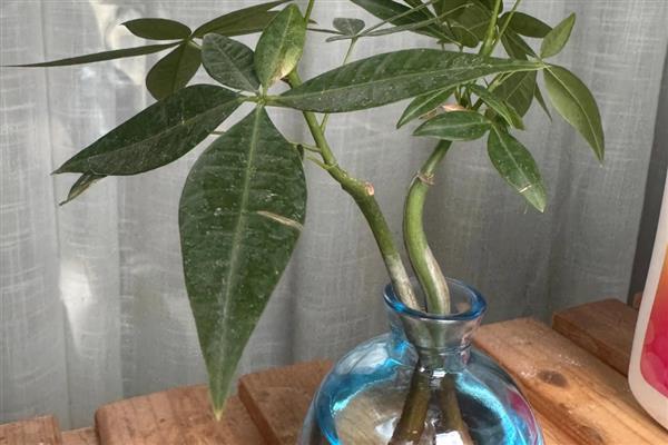 发财树烂根的原因，可能是温度太低所致
