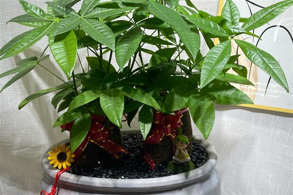 发财树烂根的原因，可能是温度太低所致