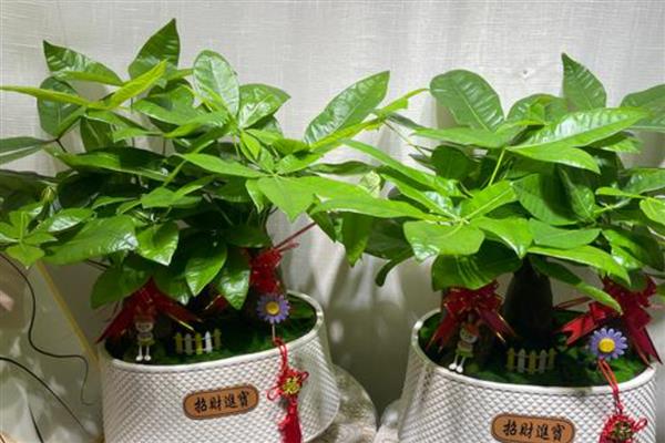 发财树烂根的原因，可能是温度太低所致