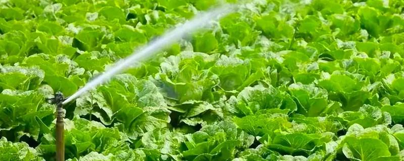 白菜多久浇一次水，春秋季每隔5-7天浇一次水
