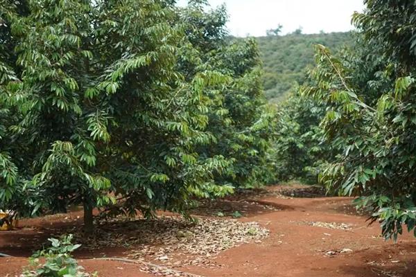 龙眼的种植方法，嫁接苗需要选择70厘米左右的