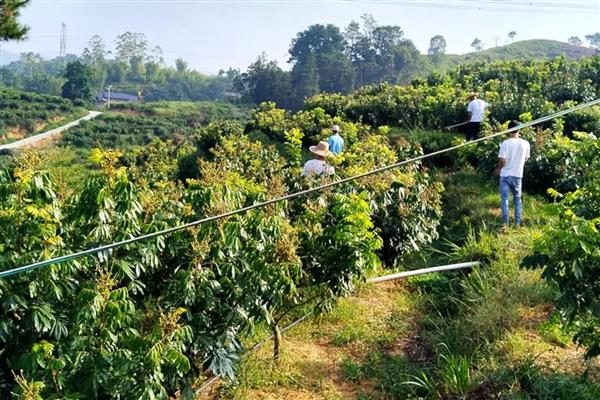 龙眼的种植方法，嫁接苗需要选择70厘米左右的