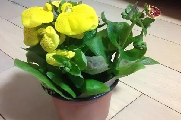 荷包花如何养护，生长适温在10℃左右