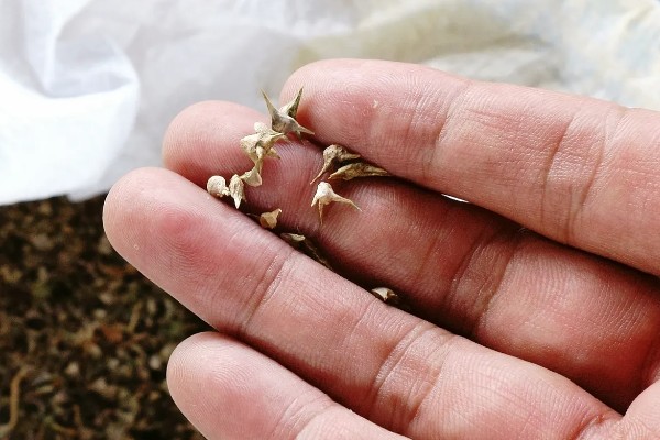 荷包花如何养护，生长适温在10℃左右
