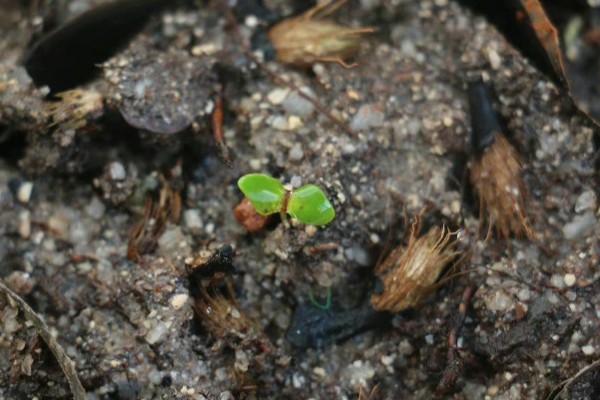 荷包花如何养护，生长适温在10℃左右