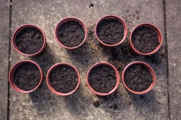 荷包花如何养护，生长适温在10℃左右