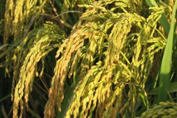 奇两优龙丝苗水稻品种简介,每亩大田用种量25~5公斤