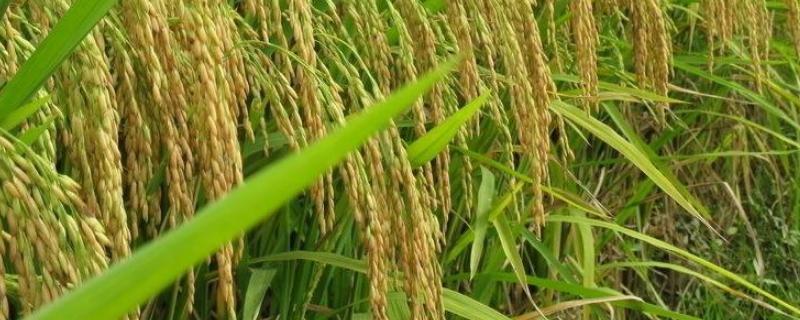 泰两优香二水稻种子特点，大田用种量每亩25～5千克
