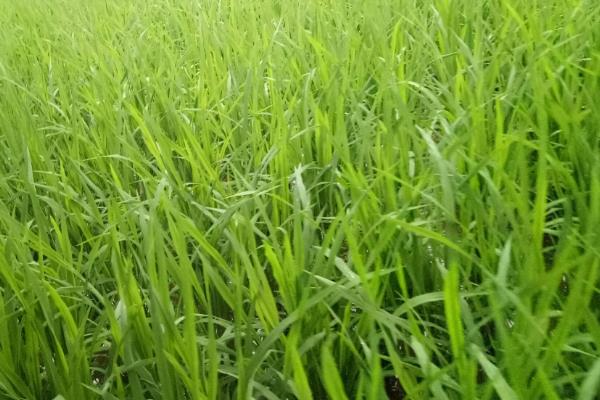 贡8两优382水稻品种的特性，宜于4月中下旬至5月上旬播种