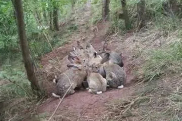 野兔一年能繁殖几窝，北方的野兔每年繁殖3-4窝