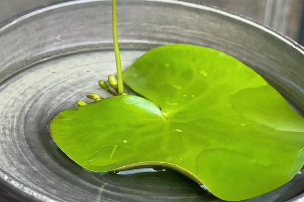一叶莲叶子发黄如何解决，缺少养分时可追施氮磷钾复合肥