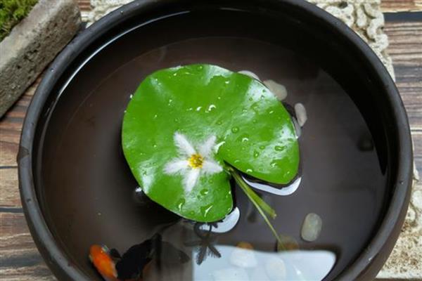 一叶莲叶子发黄如何解决，缺少养分时可追施氮磷钾复合肥